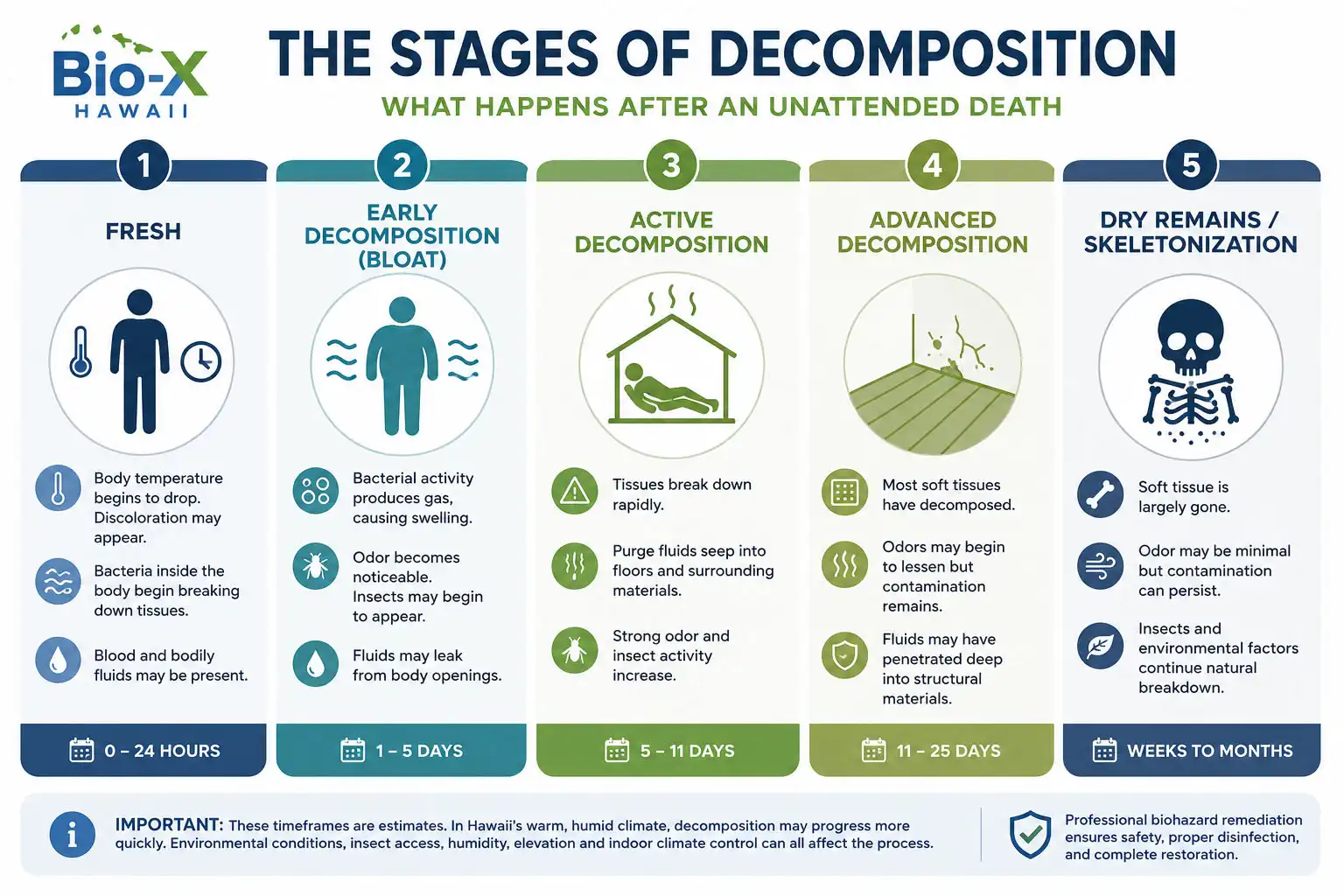 stages-of-decomposition stages of decomposition